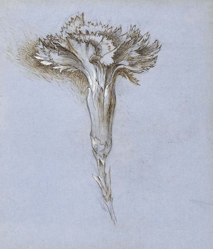 Dianthus