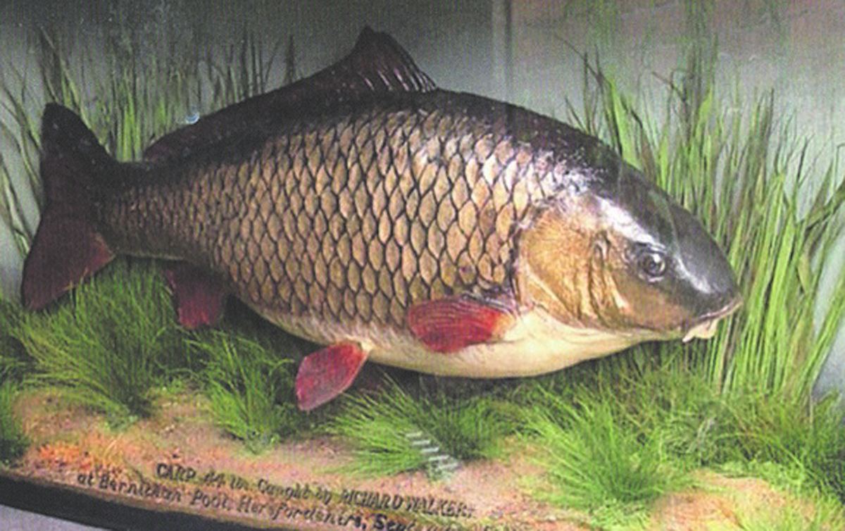‘Clarissa’ the record breaking carp