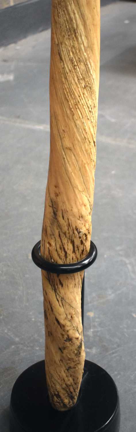 An antique narwhal tusk