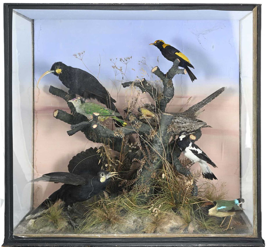 26.7.24 Webpv Huia Birds