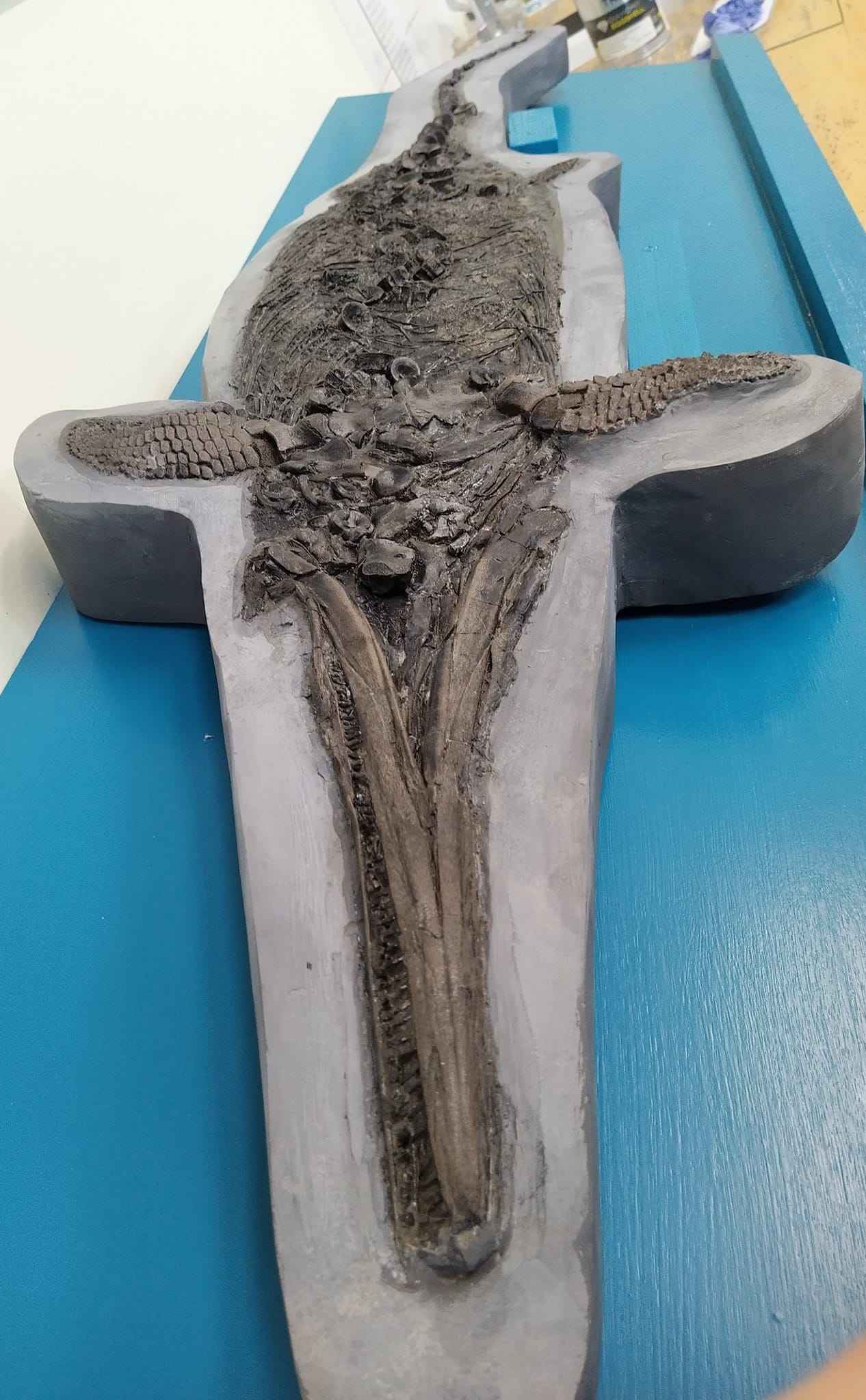 Ichthyosaur fossil at auction