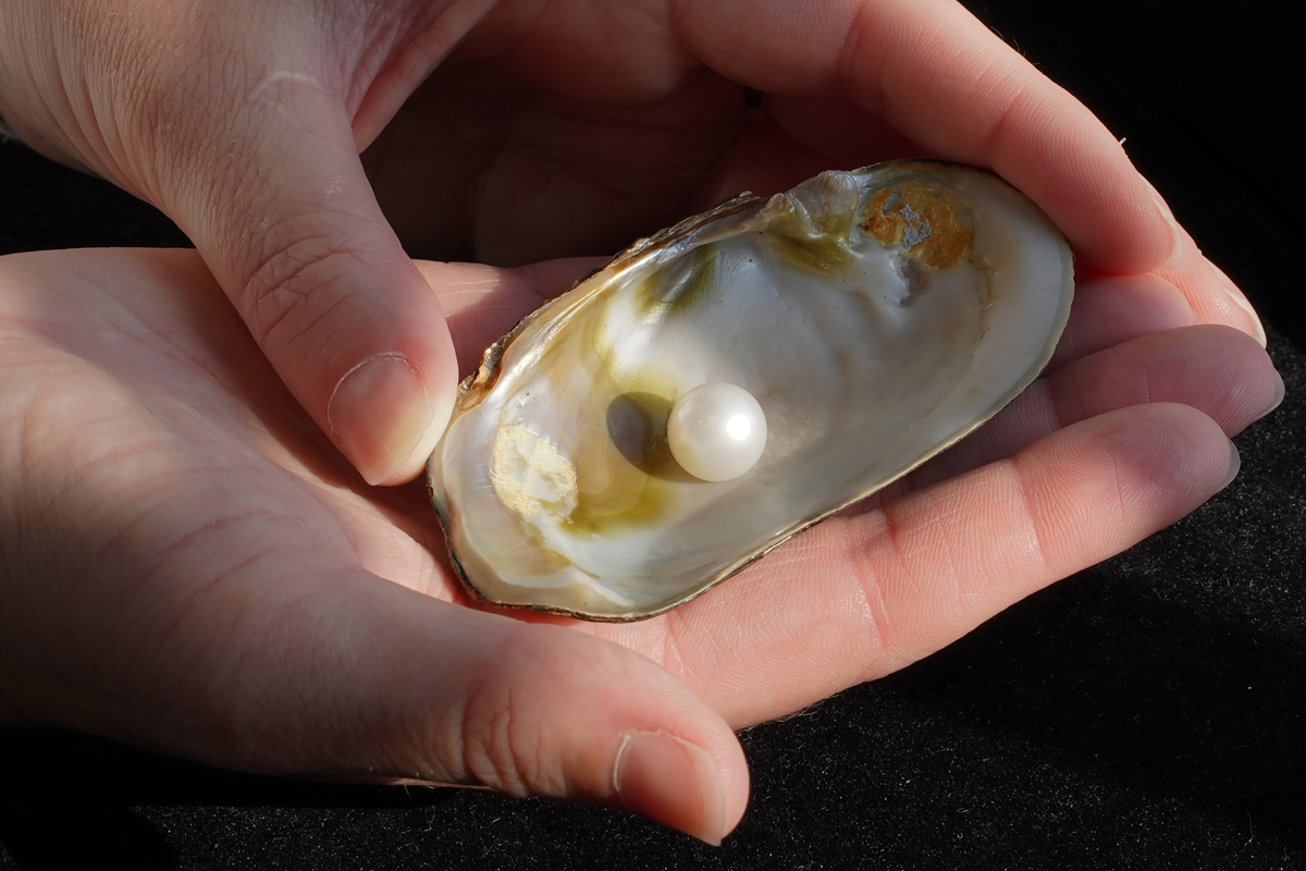 Abertheny Pearl Image By Stewart Attwood