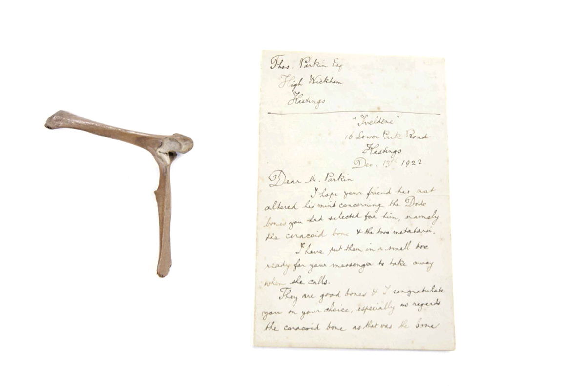 Dodo bone at auction