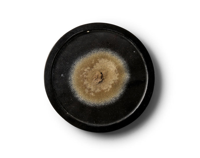 Penicillin Mould V2