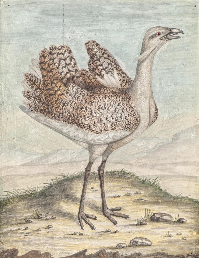 Bonhams Great Bustard
