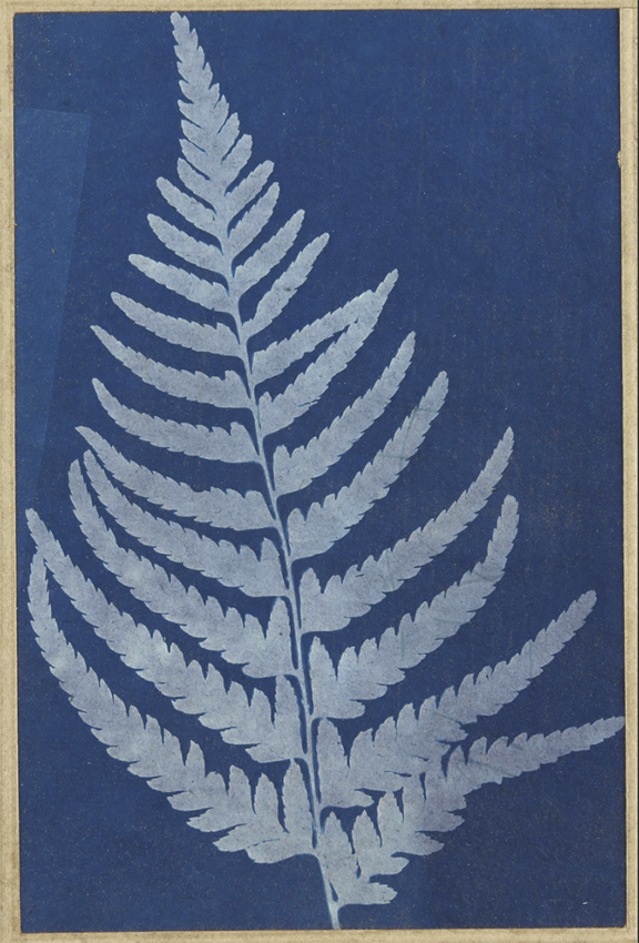 Leaf