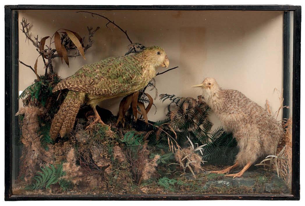 Victorian taxidermy case