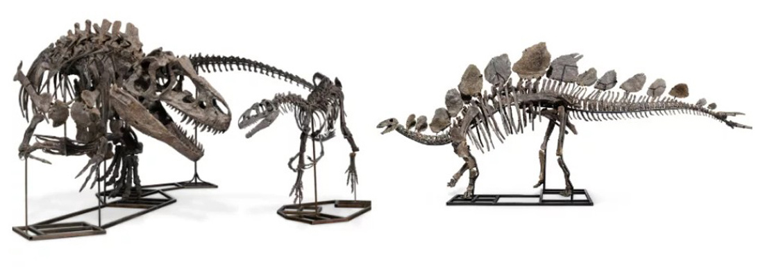 Allosaurus skeletons