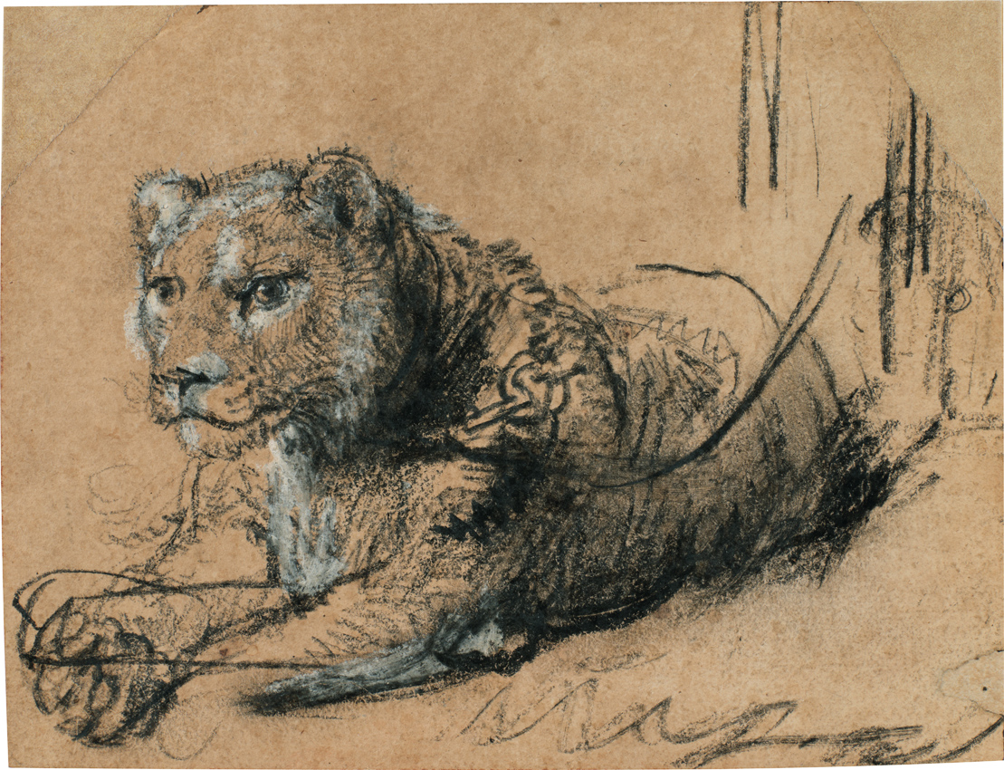 Lion drawing by Rembrandt
