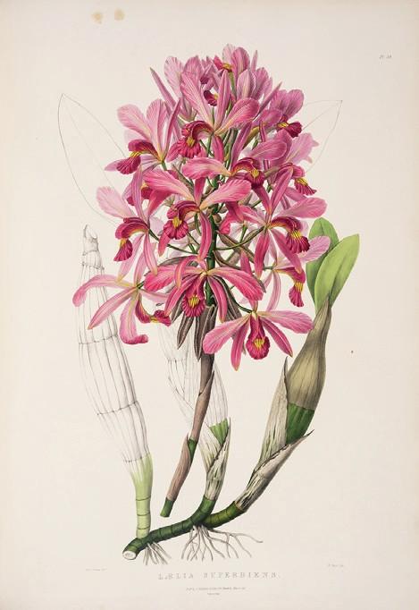 Flower by James Bateman