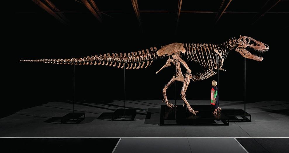 Dinosaur skeleton
