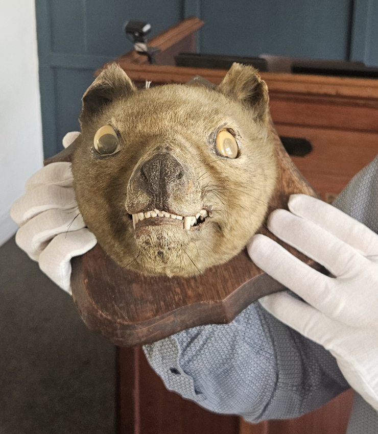 Mounted head of a thylacine
