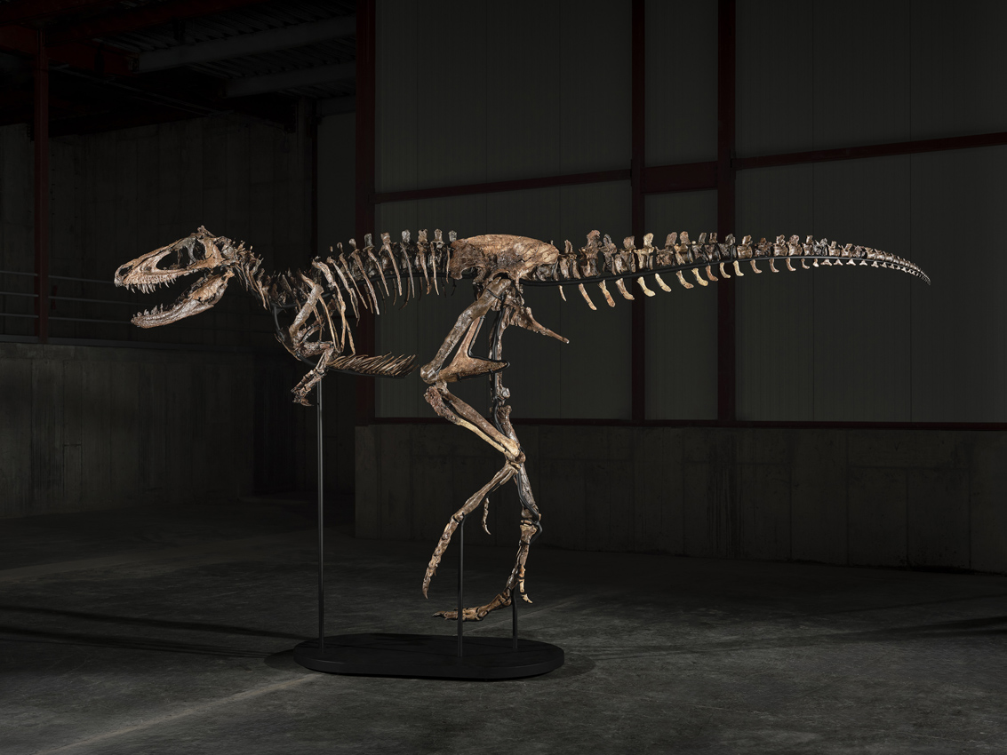 Nanotyrannus skeleton