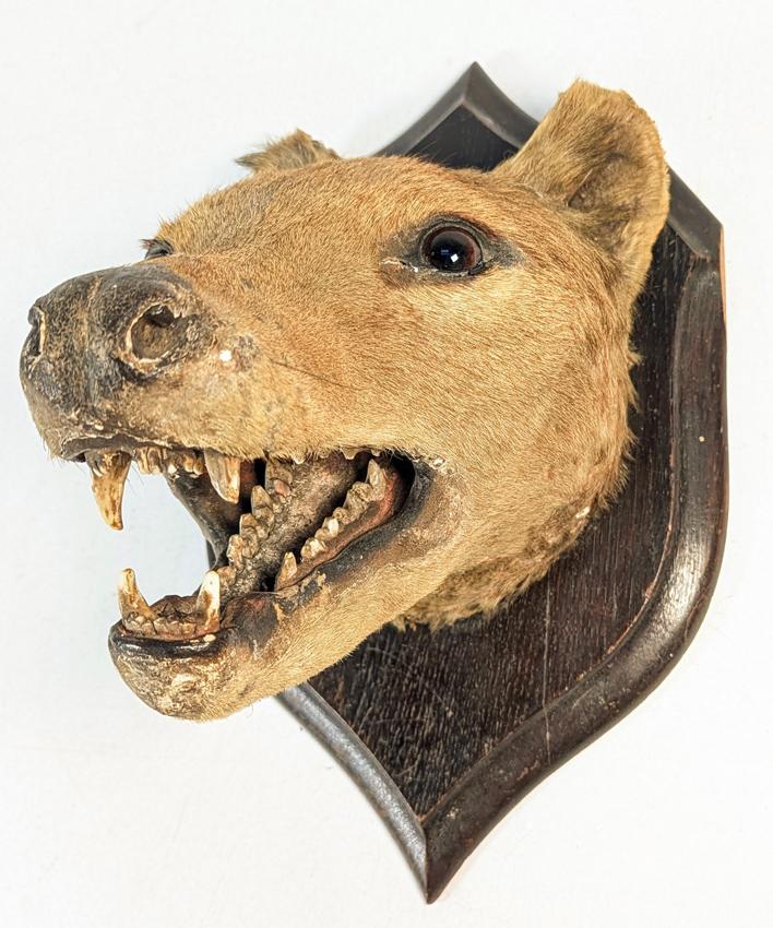 Tasmanian tiger or thylacine head