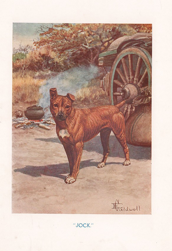 Jock of the Bushveld by Sir Percy Fitzpatrick