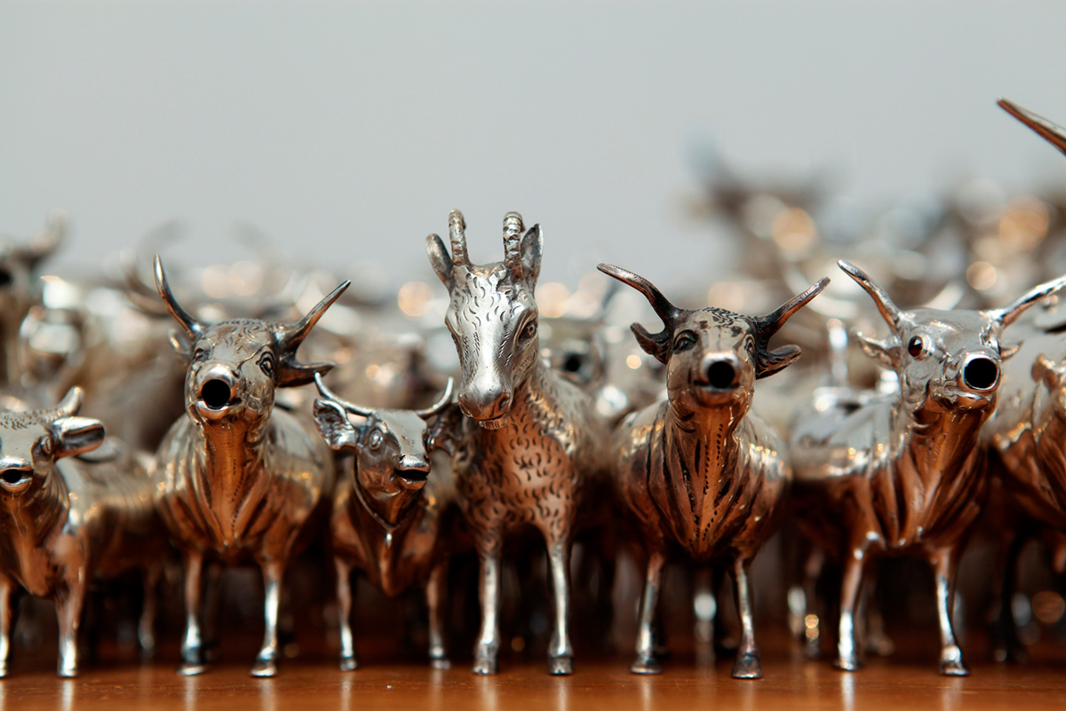 cows