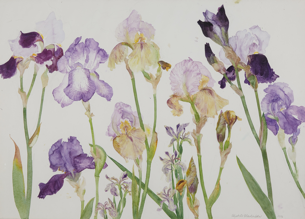 Purple irises