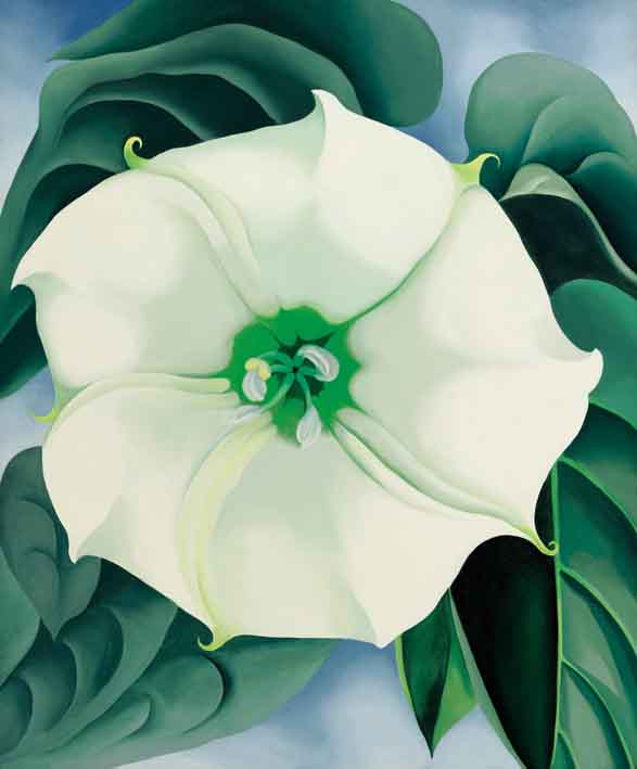 14-11-24-2168NE06A O'Keeffe Jimson Weed.jpg