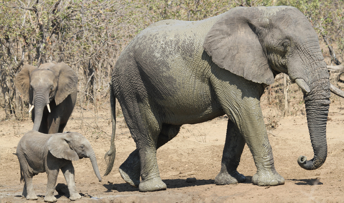 Elephants ivory