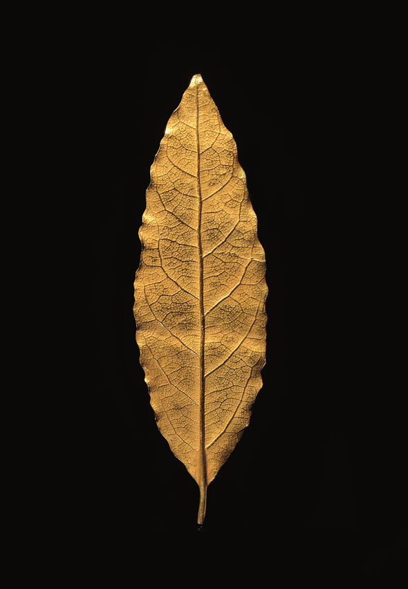 Gold leaf