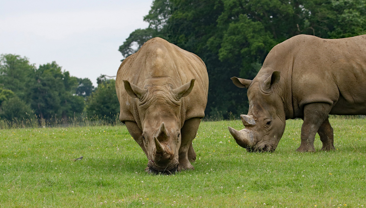 Rhino