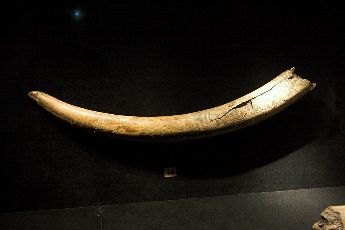 Mammoth tusk