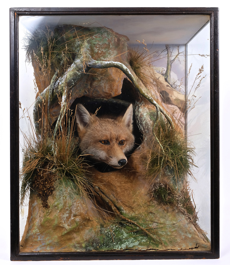 Fox taxidermy by Peter Spicer and Sons