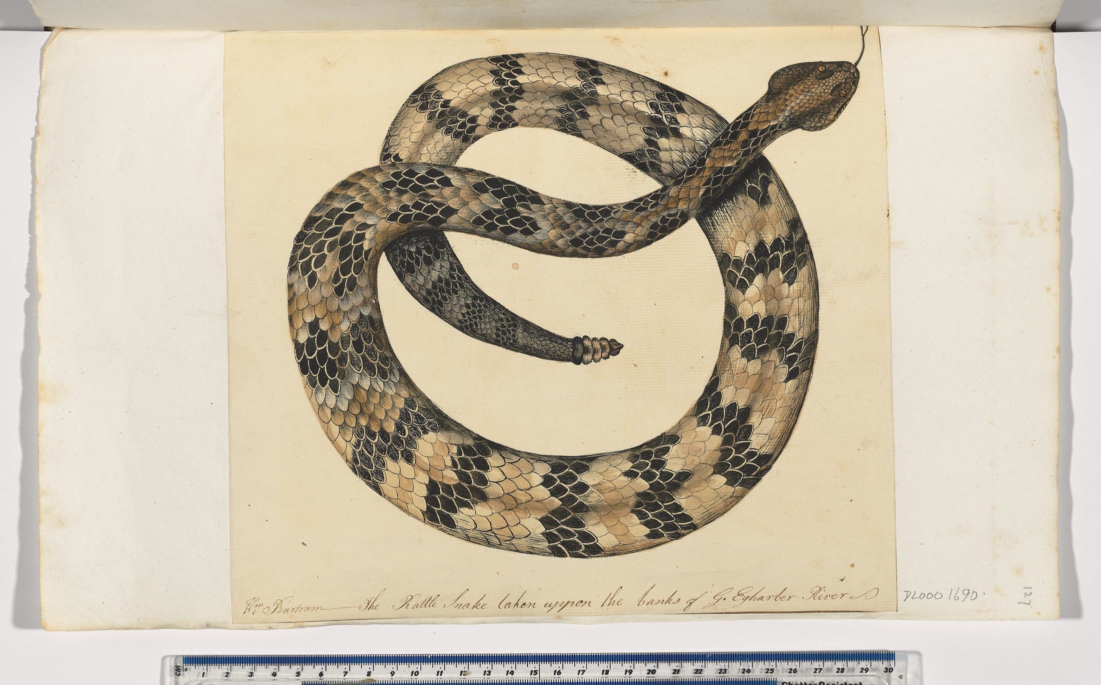 Catesby.jpg