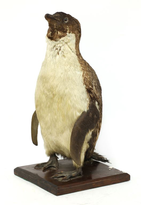 Taxidermy penguin