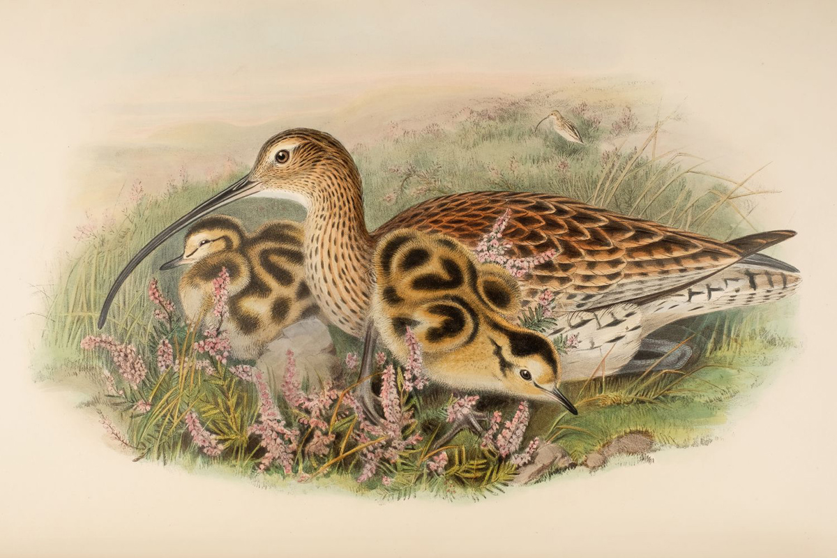John Gould's Birds of Great Britain
