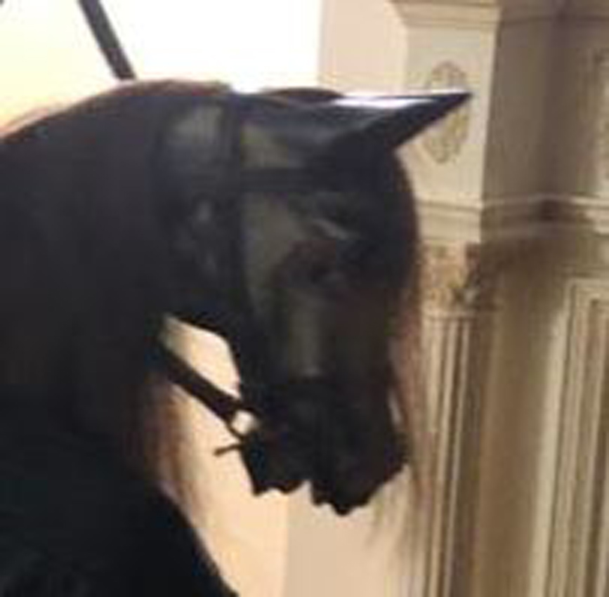Stolen rocking horse head.jpg