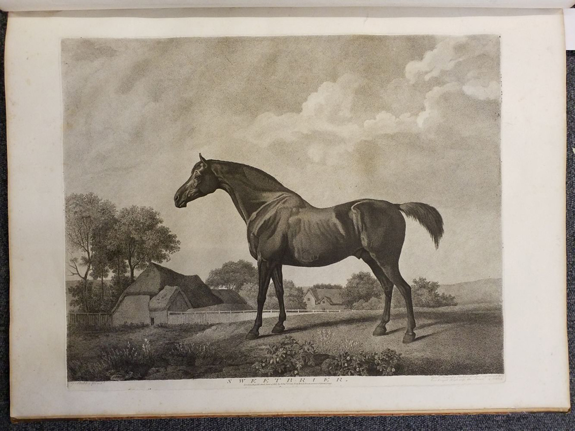 George Stubbs’ ‘Turf Gallery’