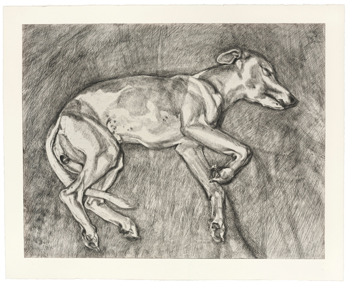 Lucian Freud etching of his whippet Eli