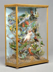 Taxidermy birds of paradise