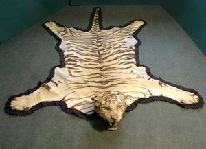 Taxidermy Van Ingen and Van Ingen of Mysore