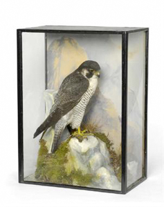 Taxidermy Peregrine falcon by Peter Spicer and Sons