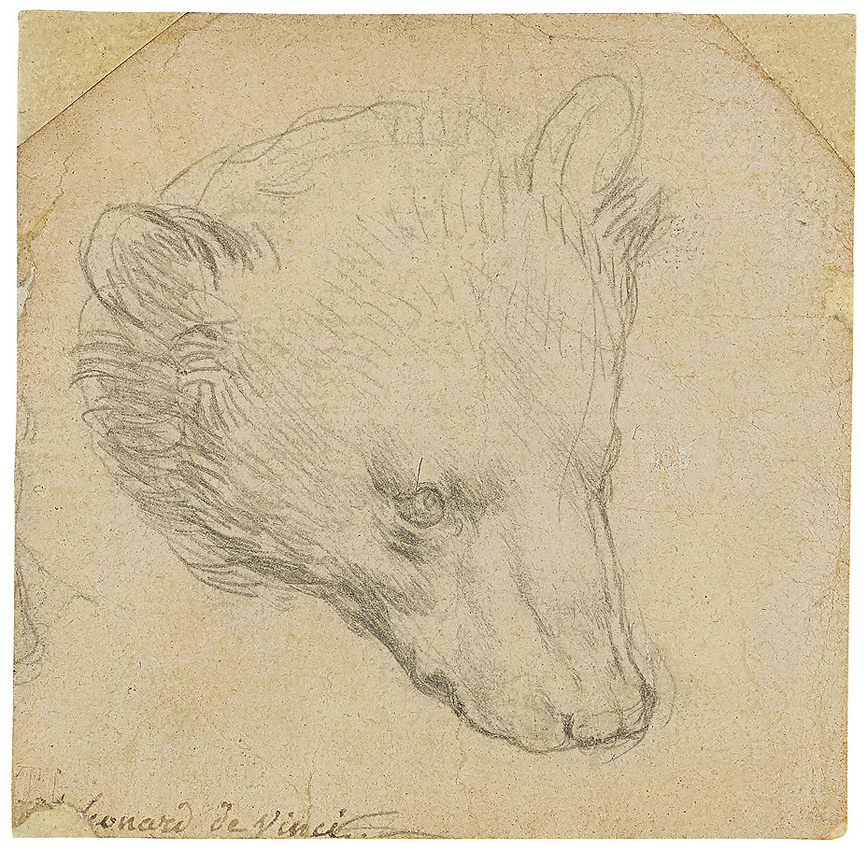 leonardo head of a bear 2501NE 08-07-2021.jpg