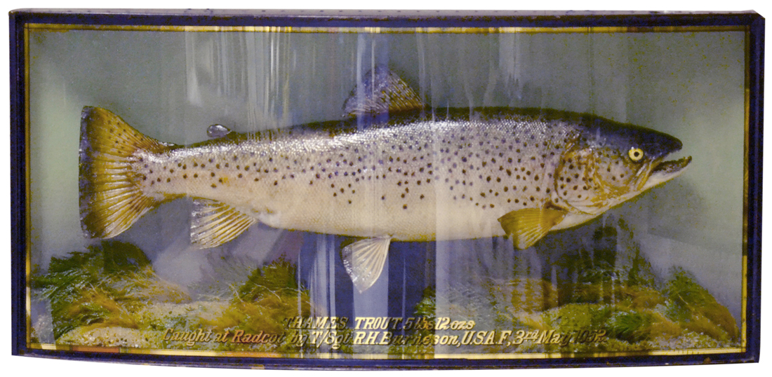 Cased fish J Cooper and Sons
