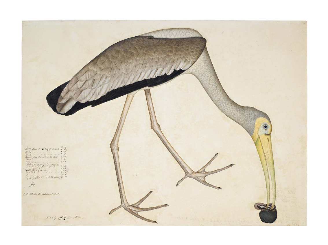 Stork eating a snail