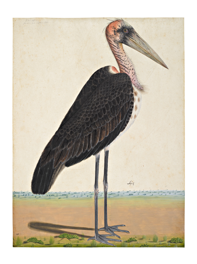 A Lesser Adjutant Stork (Leptoptilos Javanicus)