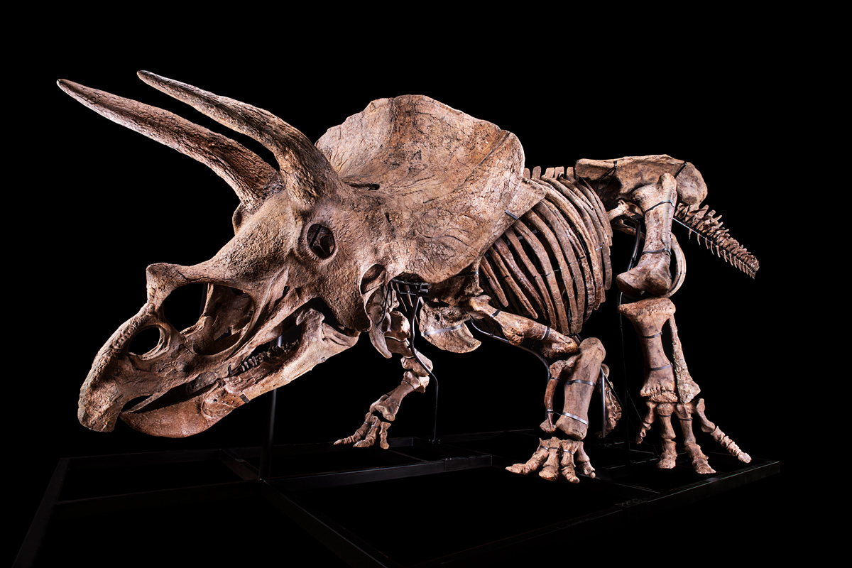 Triceratops dinosaur skeleton