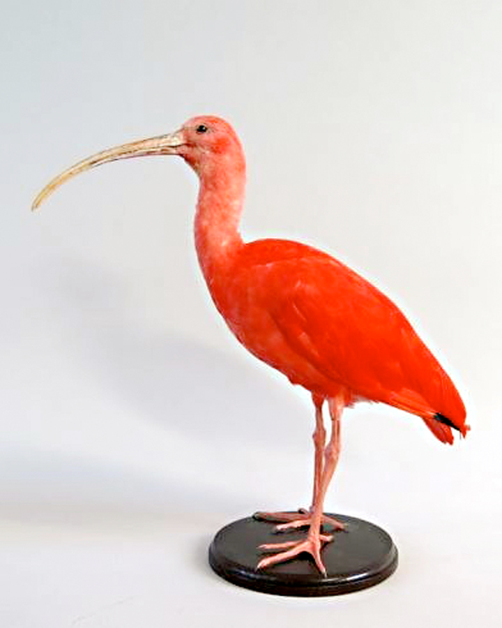 Scarlet ibis stolen in taxidermy raid
