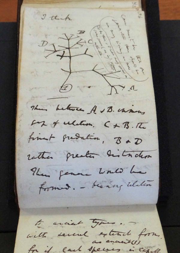 Charles Darwin’s ‘Tree of Life’ notebook