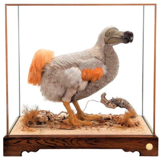 Dodo