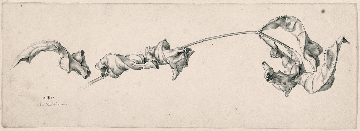 Julius Schnorr von Carolsfeld drawing