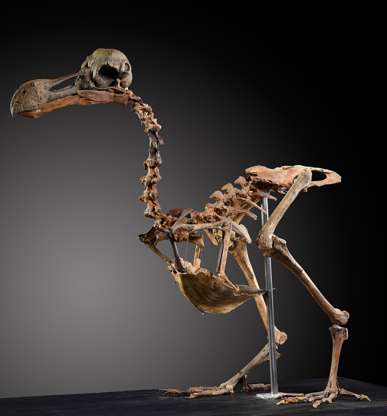 A rare dodo skeleton