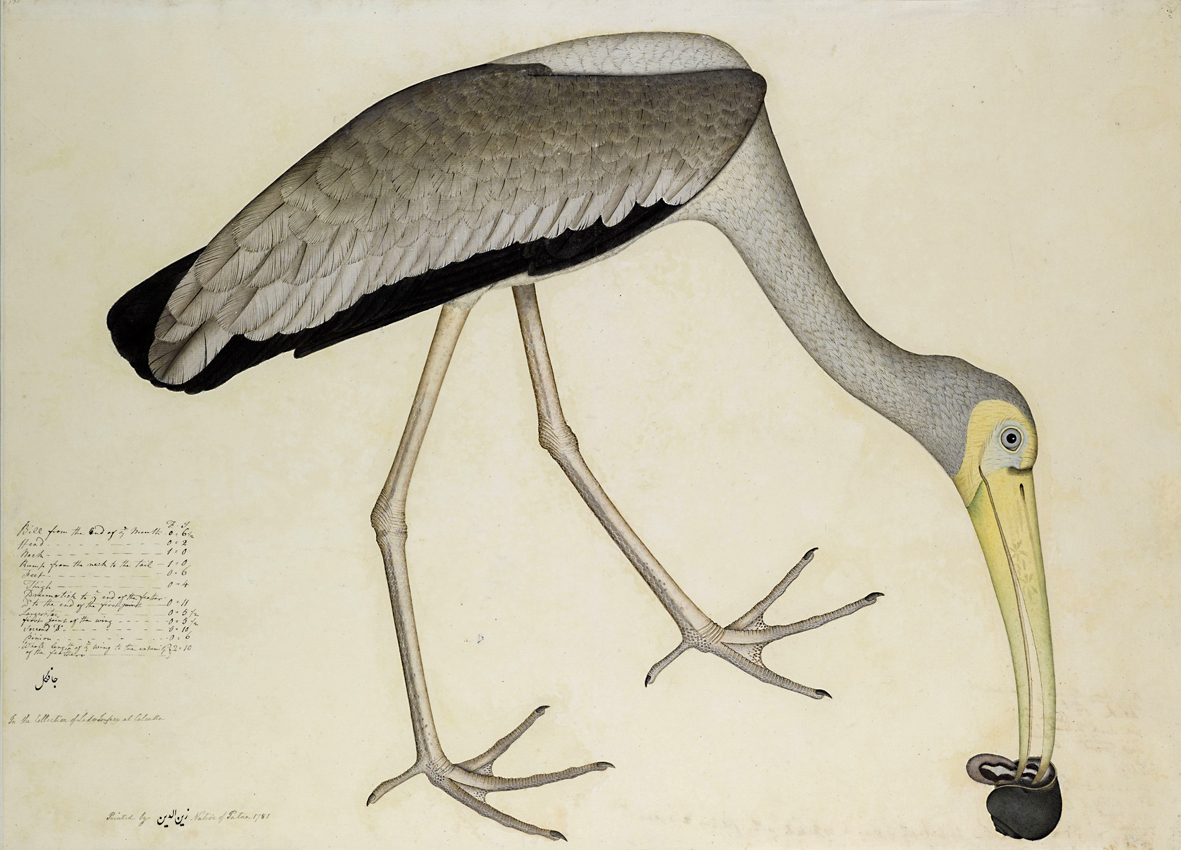 Shaykh Zayn al Din watercolour of a stork