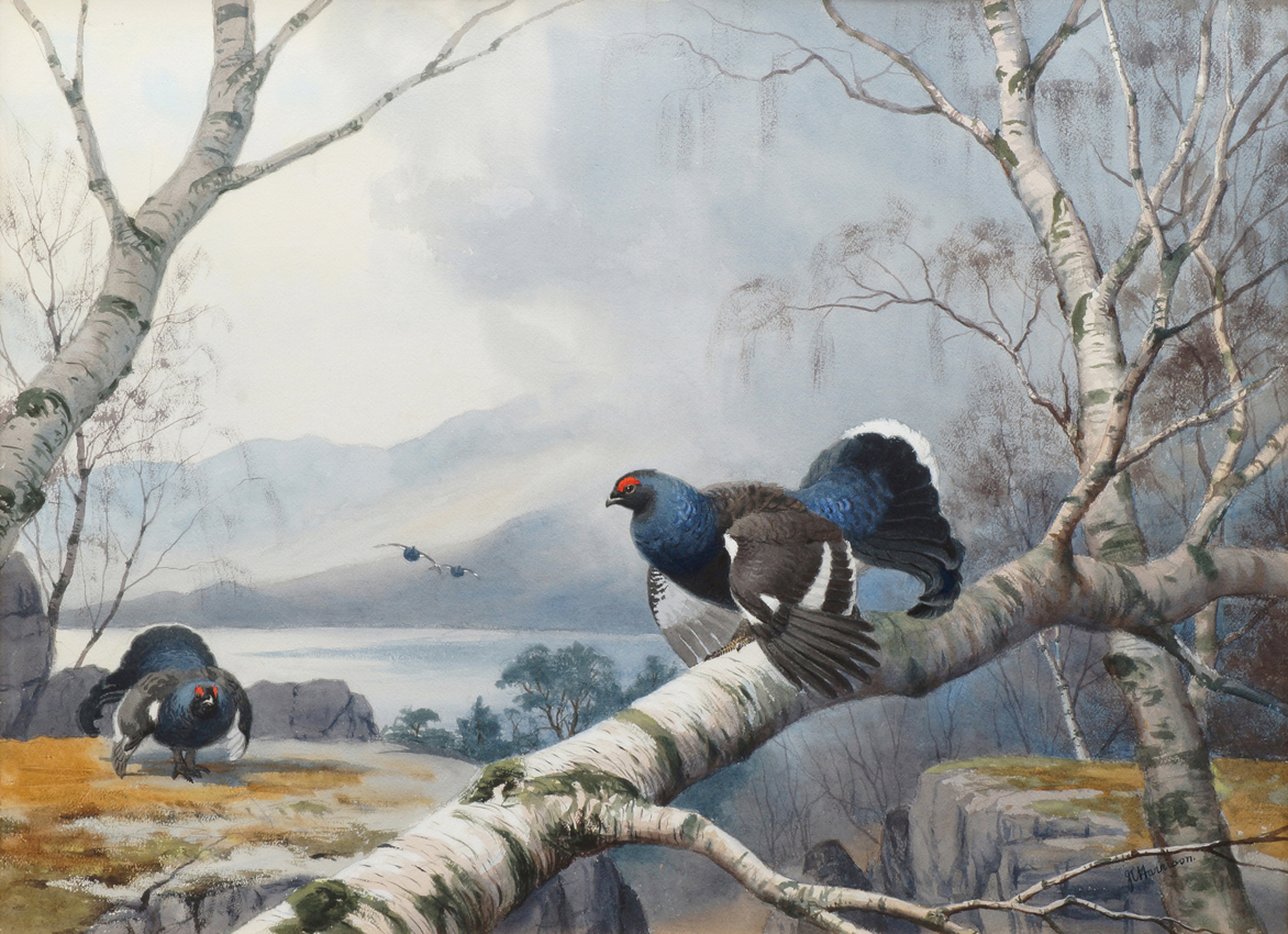 Black Grouse by John Cyril Harrison