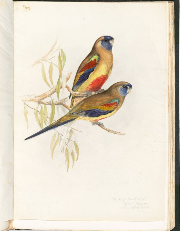 Gould drawing