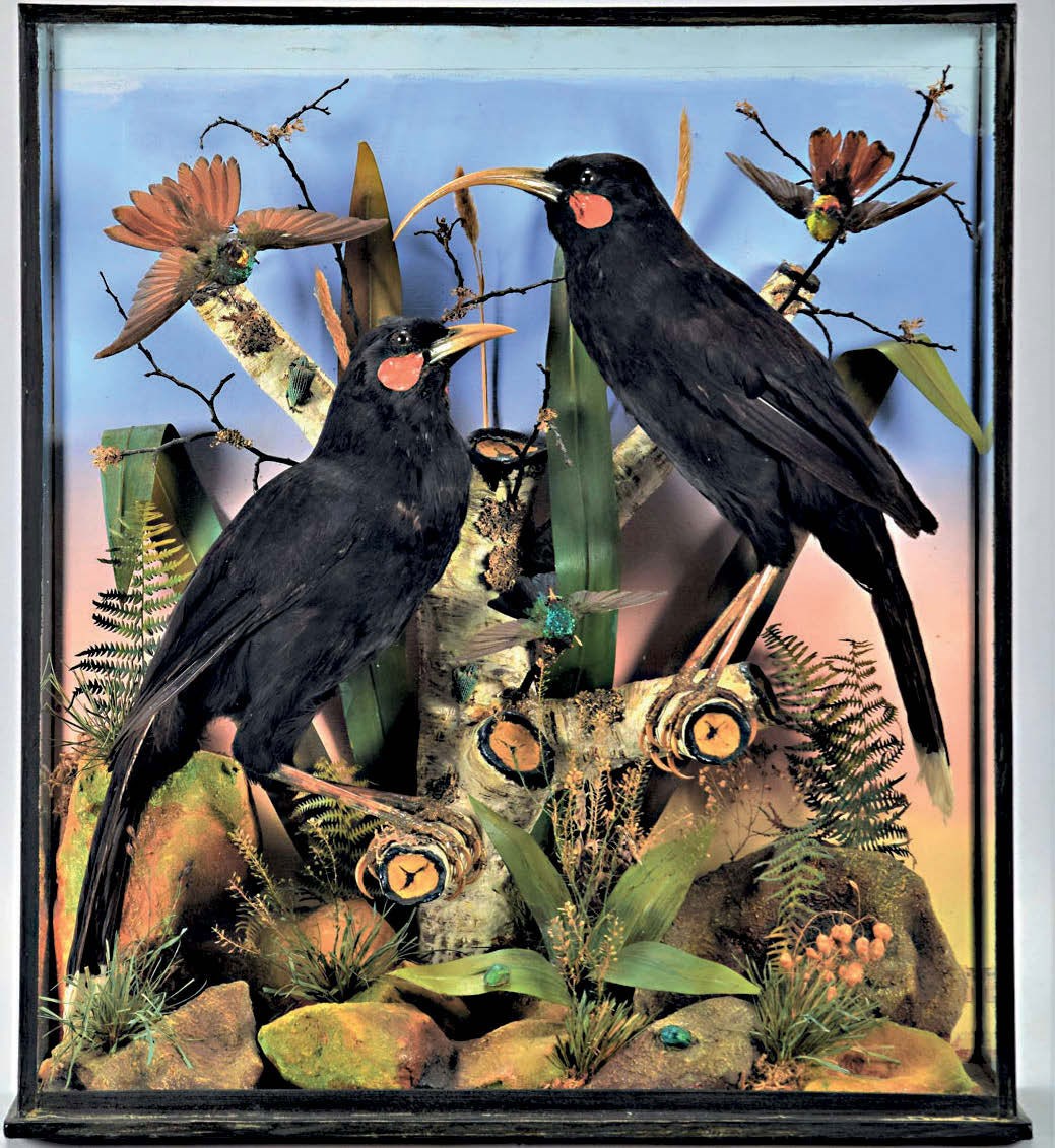 New Zealand huia birds in a case
